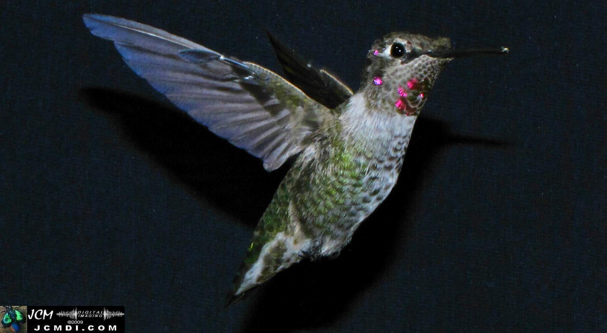 Hummingbird photo captured from Robo-Cam Motion Detection at JCMDI.COM